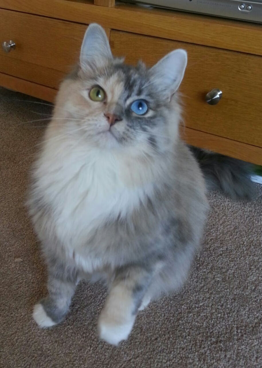 NBA球队季后赛经验分享,nba季后赛规则大全2021